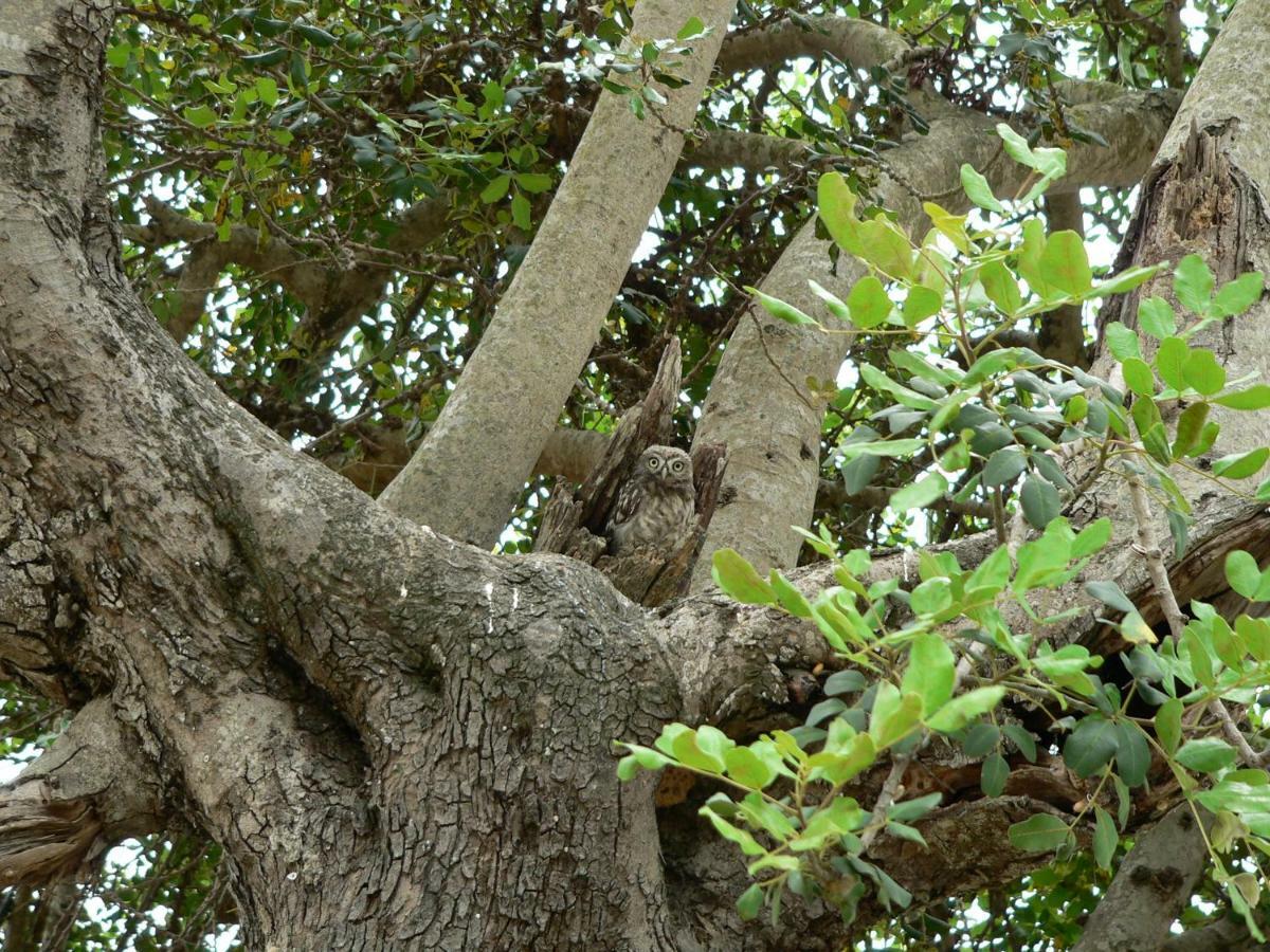 Вилла Quinta Toca Do Mocho Quelfes Экстерьер фото